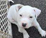 Puppy Lola American Bully