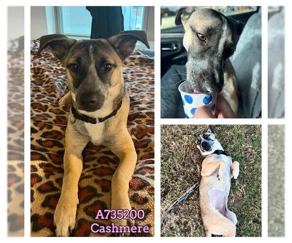 Medium Photo #2 Mutt Puppy For Sale in San Antonio, TX, USA