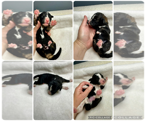 Bernedoodle Puppy for sale in HOLT, MO, USA