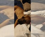Small Photo #14 Boxer-Unknown Mix Puppy For Sale in Farmington, MN, USA