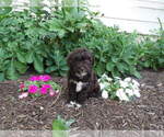 Small Photo #1 Maltipoo Puppy For Sale in SUGARCREEK, OH, USA