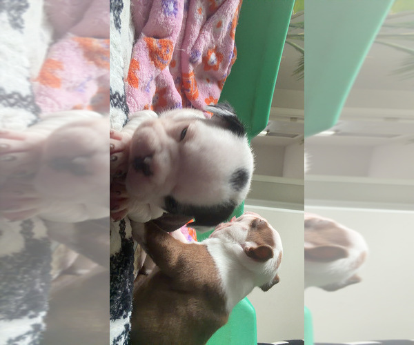Medium Photo #6 Boston Terrier Puppy For Sale in WARWICK, RI, USA