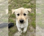 Small Photo #3 Goberian Puppy For Sale in VIRGINIA BEACH, VA, USA
