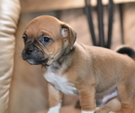 Small Photo #6 Jug Puppy For Sale in ORRVILLE, OH, USA