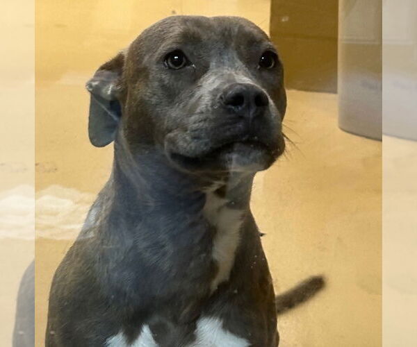 Medium Photo #2 American Pit Bull Terrier-Unknown Mix Puppy For Sale in Rockaway, NJ, USA