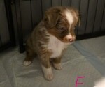 Small #15 Miniature Australian Shepherd