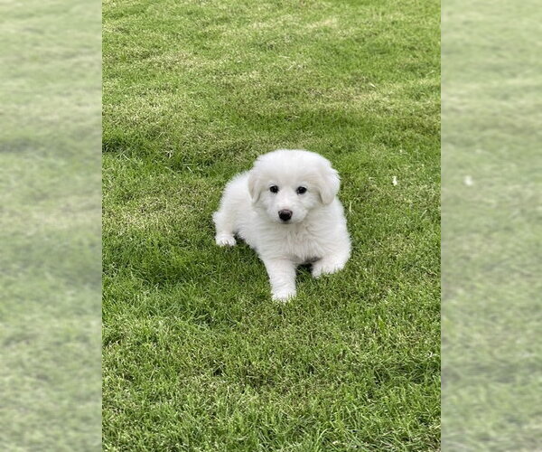Medium Photo #7 Great Pyrenees Puppy For Sale in Spring, TX, USA