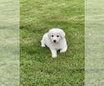 Small #6 Great Pyrenees