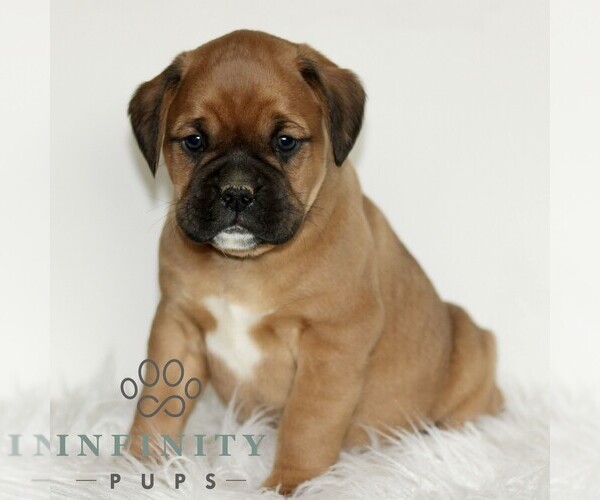 Medium Photo #3 Boxador Puppy For Sale in NEW HOLLAND, PA, USA