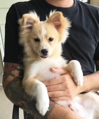Pomeranian-Unknown Mix Puppy for sale in WINTER GARDEN, FL, USA
