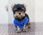 Small #2 Yorkshire Terrier