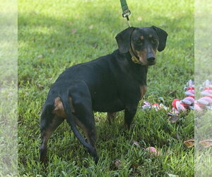 BUDD - Male Dachshund Dog for Adoption - Photo #4