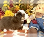 Small #7 Miniature Australian Shepherd