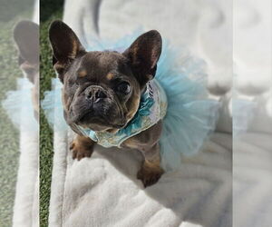 French Bulldog Dogs for adoption in Lake elsinore, CA, USA