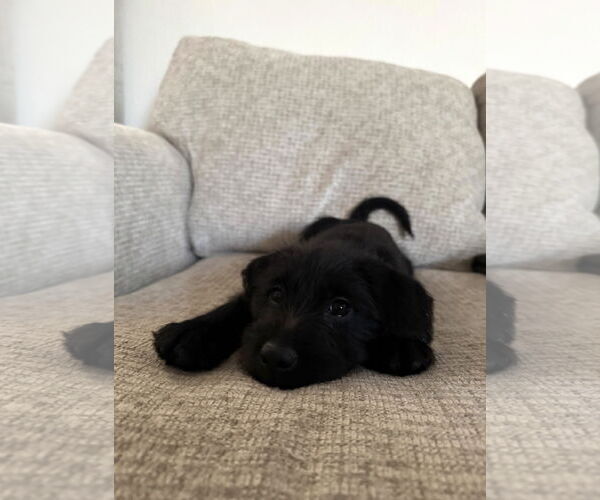 Medium Photo #5 Labrador Retriever Puppy For Sale in Wheaton, IL, USA