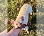 Small #3 French Bulldog