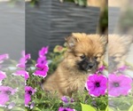 Small Photo #7 Pomeranian Puppy For Sale in ELMHURST, IL, USA