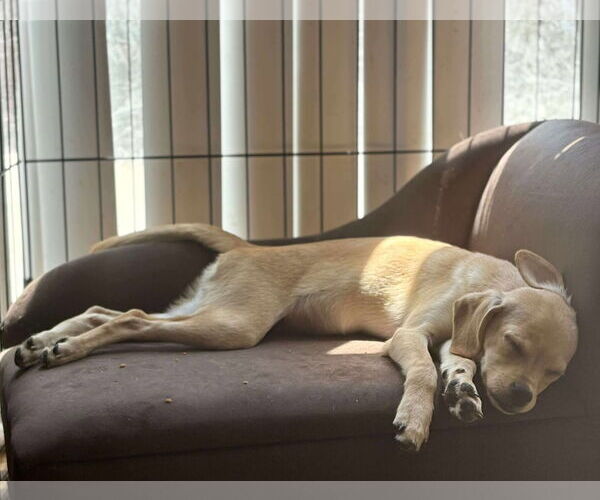 Medium Photo #4 Silkyhuahua Puppy For Sale in Visalia, CA, USA