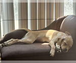 Small #3 Silkyhuahua