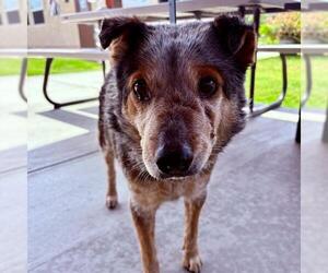 Mutt Dogs for adoption in Camarillo, CA, USA