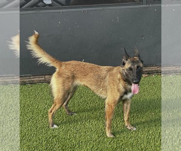 Medium Photo #4 German Shepherd Dog-Unknown Mix Puppy For Sale in Stevens Point, WI, USA
