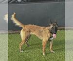 Small #3 German Shepherd Dog Mix