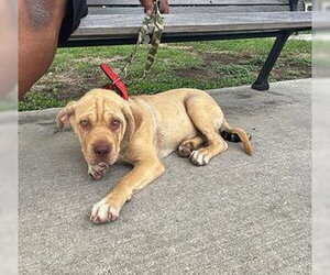 Chinese Shar-Pei Dogs for adoption in San Antonio, TX, USA