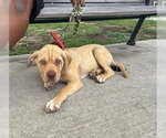 Small Chinese Shar-Pei