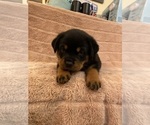 Small Photo #4 Rottweiler Puppy For Sale in NAPA, CA, USA