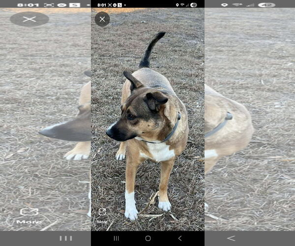 Medium Photo #2 Australian Shepherd-Black Mouth Cur Mix Puppy For Sale in Brooksville, FL, USA