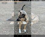 Small #1 Australian Shepherd-Black Mouth Cur Mix