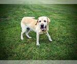 Small Photo #1 Labrador Retriever Puppy For Sale in ATWATER, OH, USA