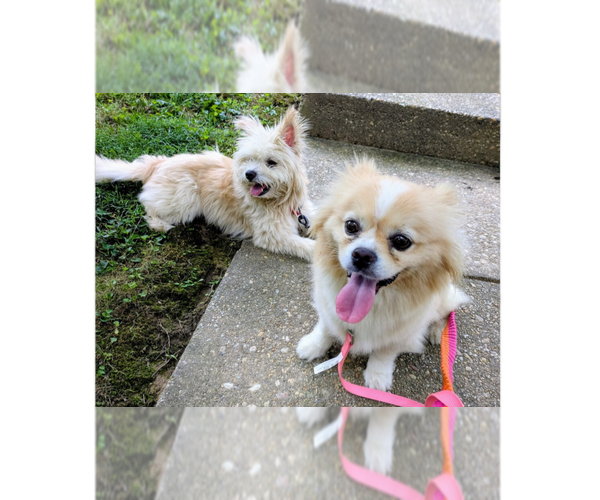 Medium Photo #3 Pomeranian-Unknown Mix Puppy For Sale in Greenbelt, MD, USA