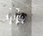 Small Photo #10 Akita-Alusky Mix Puppy For Sale in SAN JACINTO, CA, USA
