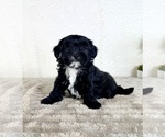 Small #3 ShihPoo