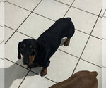 Small #1 Dachshund