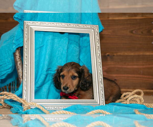 Medium Photo #3 Dachshund Puppy For Sale in WAKARUSA, IN, USA