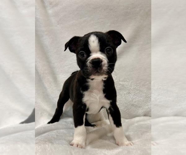 Medium Photo #4 Boston Terrier Puppy For Sale in SNOHOMISH, WA, USA
