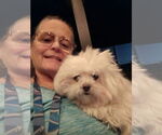Small #6 Maltese