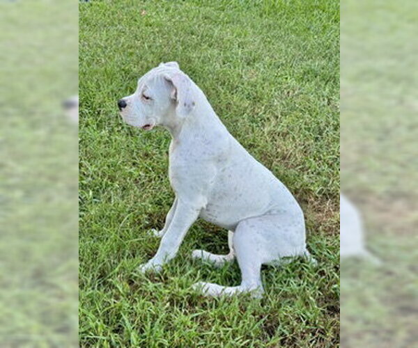 Medium Photo #2 Boxer Puppy For Sale in  Katy, TX, USA