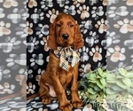 Small Photo #1 Irish Setter Puppy For Sale in QUARRYVILLE, PA, USA