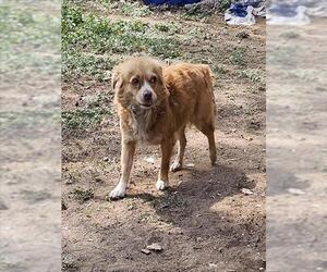 Mutt Dogs for adoption in San Antonio, TX, USA