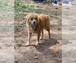 Small Mutt