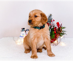 Small #7 Golden Retriever