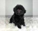 Small Photo #5 Poodle (Miniature) Puppy For Sale in FRANKLIN, IN, USA