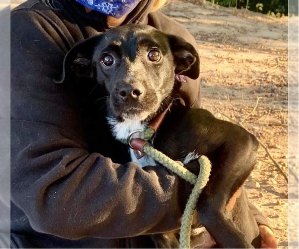 Medium Photo #3 Labrador Retriever-Unknown Mix Puppy For Sale in Woodbury, NY, USA