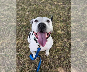 Oreo - Female Mutt Dog for Adoption - Photo #4