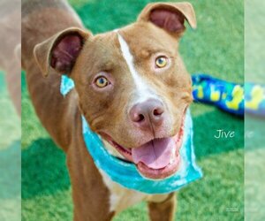 American Pit Bull Terrier-Unknown Mix Dogs for adoption in Kansas City, MO, USA