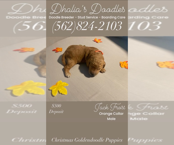Medium Photo #30 Goldendoodle Puppy For Sale in BREA, CA, USA