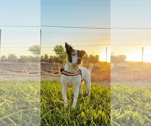 Pepper - Female Jack Russell Terrier-Unknown Mix Dog for Adoption - Photo #2